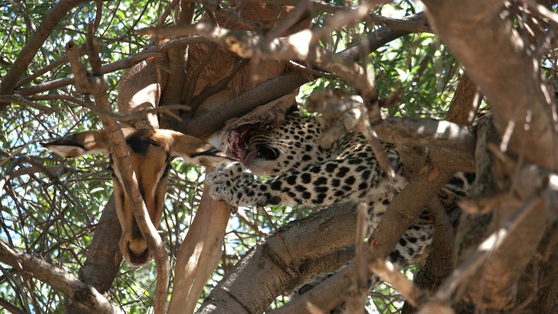 Chobe_5DTR4077_1k6px