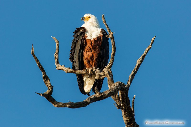Chobe_5DTR3594_1k6px