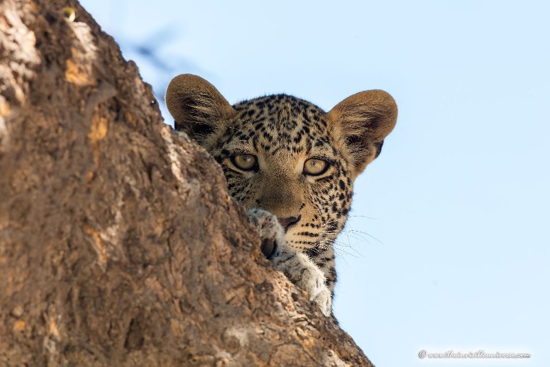 Chobe_5DTR4086_1k6px