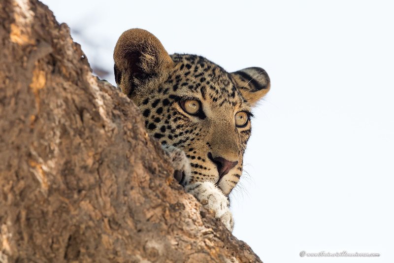 Chobe_5DTR4094_1k6px