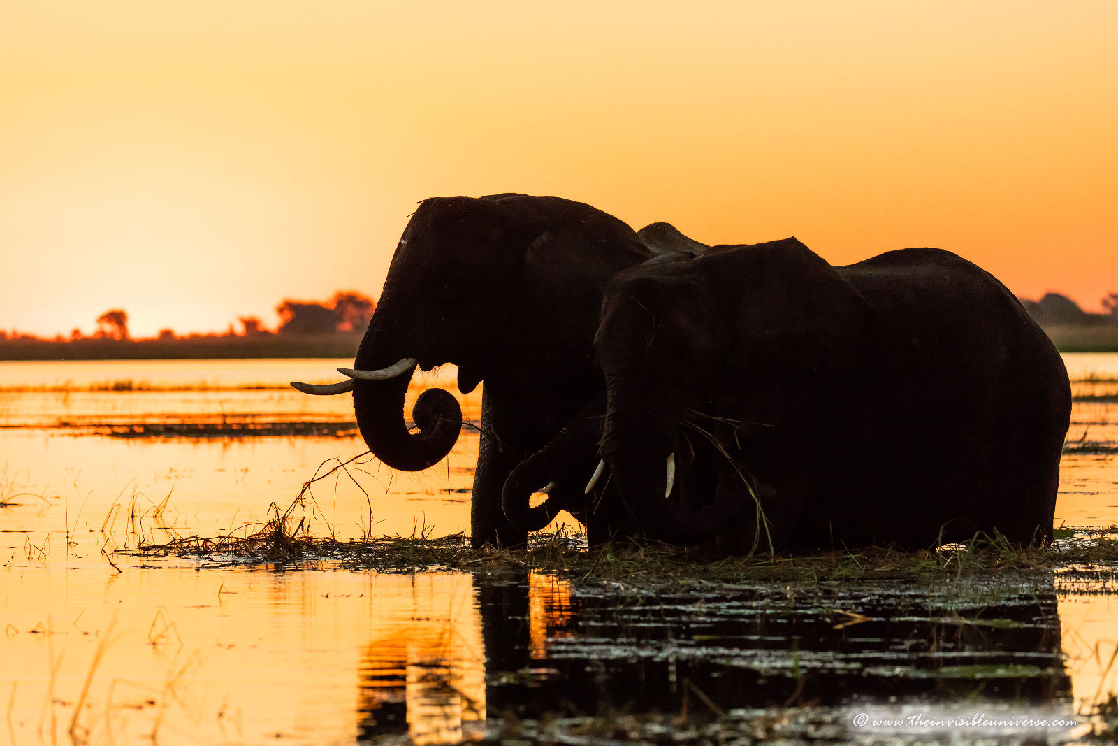 Chobe_5DTR4321_1k6px