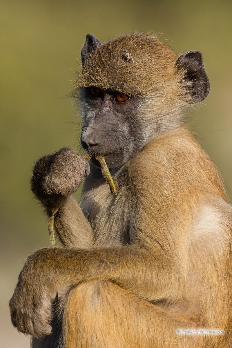 Chobe_5DTR4397_1k6px