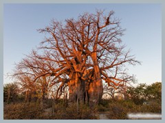 Baobab_5DTR4551_1k6px