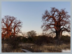 Baobab_5DTR4554Pano_1k6px