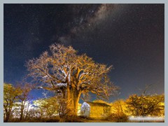 Baobab_5DTR4566_1k6px