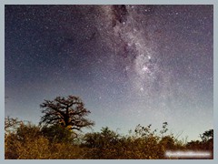 Baobab_5DTR4568_1k6px