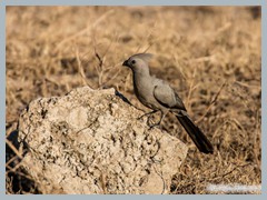 Chobe_5DTR3584_1k6px