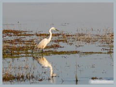Chobe_5DTR3586_1k6px