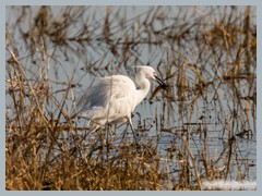Chobe_5DTR3631_1k6px