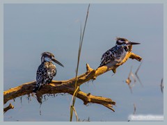 Chobe_5DTR3644_1k6px