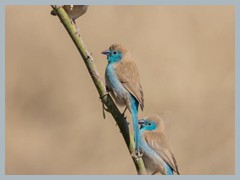 Chobe_5DTR3700_1k6px