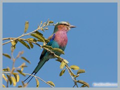 Chobe_5DTR3704_1k6px