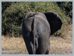 Chobe_5DTR3717_1k6px