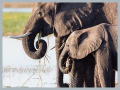 Chobe_5DTR3904_1k6px