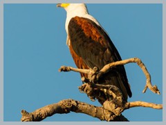 Chobe_5DTR3914_1k6px