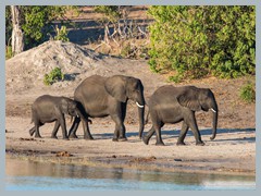 Chobe_5DTR3916_1k6px