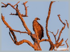 Chobe_5DTR3920_1k6px