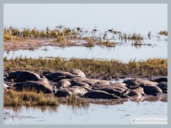 Chobe_5DTR3955_1k6px