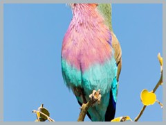 Chobe_5DTR3961_1k6px