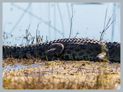 Chobe_5DTR3964Pano_1k6px