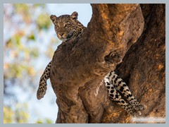 Chobe_5DTR3983_1k6px