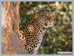 Chobe_5DTR4000_1k6px