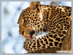 Chobe_5DTR4020_1k6px