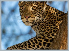 Chobe_5DTR4053Pano_1k6px