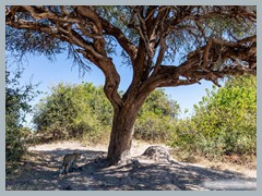 Chobe_5DTR4065_1k6px