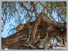 Chobe_5DTR4075_1k6px