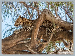 Chobe_5DTR4076_1k6px