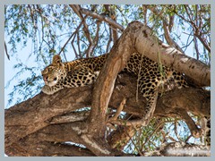 Chobe_5DTR4077_1k6px