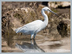 Chobe_5DTR4131_1k6px