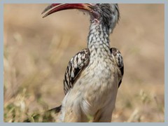 Chobe_5DTR4138_1k6px