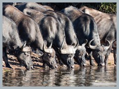 Chobe_5DTR4174_1k6px