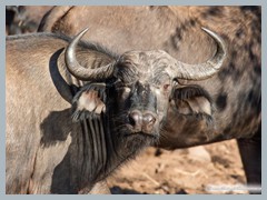 Chobe_5DTR4175_1k6px