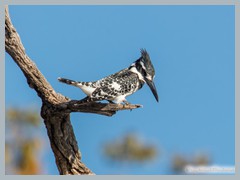 Chobe_5DTR4189_1k6px