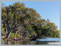 Chobe_5DTR4194Pano_1k6px