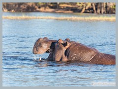 Chobe_5DTR4209_1k6px