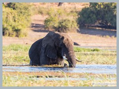 Chobe_5DTR4218_1k6px