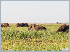 Chobe_5DTR4219_1k6px
