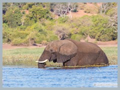 Chobe_5DTR4224_1k6px