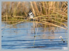 Chobe_5DTR4241_1k6px