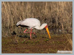 Chobe_5DTR4253_1k6px