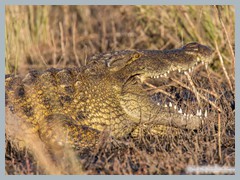 Chobe_5DTR4254_1k6px