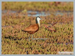 Chobe_5DTR4270_1k6px