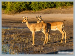Chobe_5DTR4287_1k6px