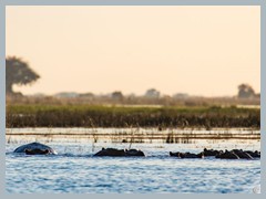 Chobe_5DTR4289_1k6px