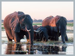 Chobe_5DTR4310_1k6px