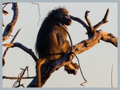 Chobe_5DTR4340_1k6px